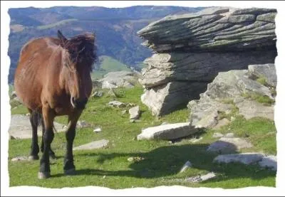 Quelle est cette race de poney ?