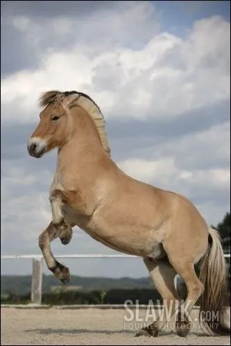 Quelle est cette race de poney ?