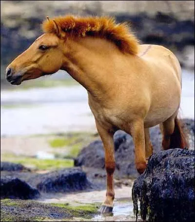 Quelle est cette race de poney ?