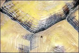 Que fabriquait-on en grand nombre avant l'invention de la matire plastique, et que l'on fabrique encore aujourd'hui hlas, avec l'caille de tortue ?