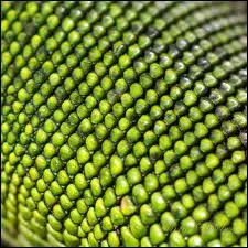 Ce gros plan montre des cailles de ?