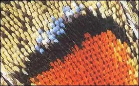 Ce gros-plan agrandi montre des cailles de ?