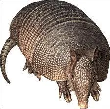 Les cailles animales sont en fait soit des phanres (origine pidermique, composes de kratine), soit, selon l'espce animale...