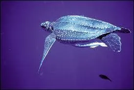 L'assertion 'toutes les tortues ont des cailles' est-elle exacte ?