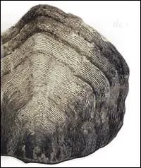 Quel rle jouent les cailles des poissons, qu'elles soient placode (poissons cartilagineux), lasmodes (poissons osseux), Ctnodes (celles qui sont rpeuses, denteles,  pointes... ) ?