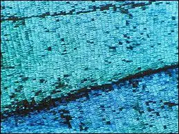 Les cailles des ailes des papillons, dont les fonctions sont encore mal comprises, sont poudreuses. Elles serviraient ?