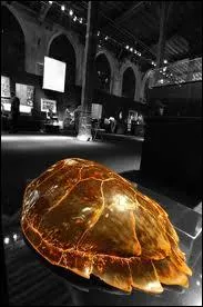 Le nombre d'cailles de la carapace de la tortue... ?