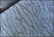 Ce gros plan montre quel type d'cailles ?