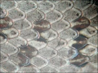 Sur cette photo, on voit des cailles ?