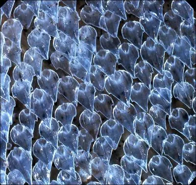 Voici photographies au microscope les cailles du requin missole, dont on se servait autrefois de la peau comme ?