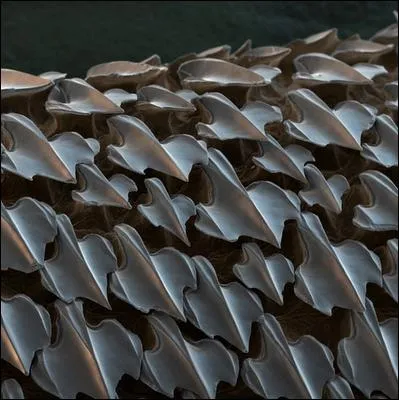 Cette photo reprsente, grossies 650 fois, des cailles de ?