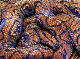 Les cailles du serpent ont une grande utilit, laquelle, dans le choix propos ?