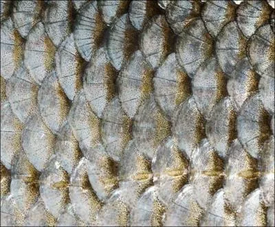 Ce gros plan montre des cailles de ?