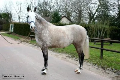 Quelle est la robe de ce cheval ?