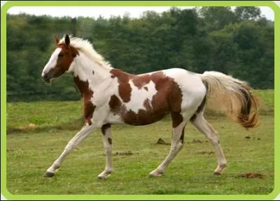 Quelle est la robe de ce cheval ?