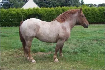 Quelle est la robe de ce cheval ?