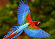 Les oiseaux multicolores