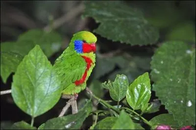 Ce petit perroquet est trs proche du Lori  front jaune, il mesure en moyenne 17 cm. On le trouve dans les Moluques, en Indonsie, en Nouvelle-Guine et sur les les Salomon. Ce perroquet est :