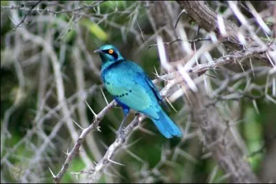 Cette espce est prsente en Afrique, il existe 4 sous-espces. On peut lever cette espce, mais elle est trop coteuse. Ce magnifique oiseau aux reflets bleuts est :