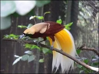 On trouve cet oiseau dans les forts des les de Misool et Jobi, au nord de la Nouvelle-Guine. Il est frugivore et insectivore. Il est inscrit dans l'annexe II de la Cites. Ce paradisier est :