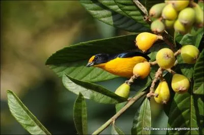 On ne sait presque rien de cet oiseau, juste qu'il fait partie de la famille des tangaras, qui est une espce trs vague ( plus de 114 espces). D'aprs vous, comment peut s'appeler cet oiseau ?