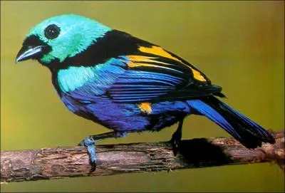 Cette espce est endmique du nord-est du Brsil. C'est un habitant des forts humides tropicales et subtropicales du continent amricain. Il est menac par la disparition de son habitat. C'est :