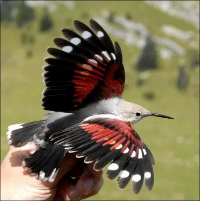 Cet oiseau est exclusivement montagnard, il mange des insectes. Il est reconnaissable  son long bec fin. Il s'appelle :