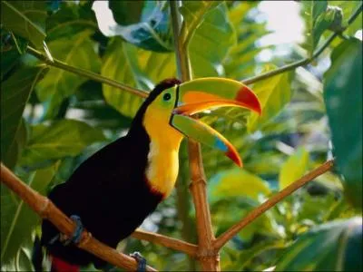 Comment appelle-t-on cette espce de toucan ?