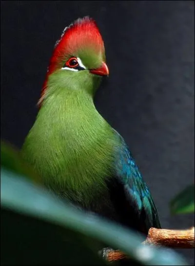 Et enfin, quel est cet oiseau ?