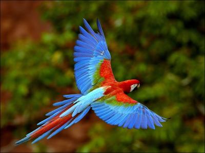 Ce perroquet nous vient de l'Amrique tropicale, o il est menac d'extinction  cause des braconniers qui les revendent ensuite  des leveurs. Ce magnifique perroquet est :