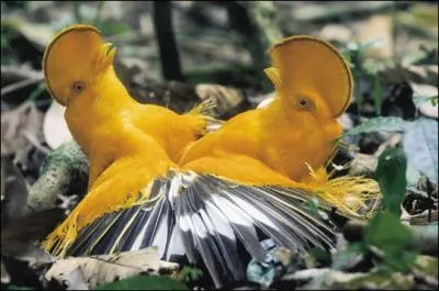 C'est un trange oiseau qui vit en Amrique du Sud. On le surnomme galement 'le disperseur de graines'. Ce drle d'oiseau s'appelle :