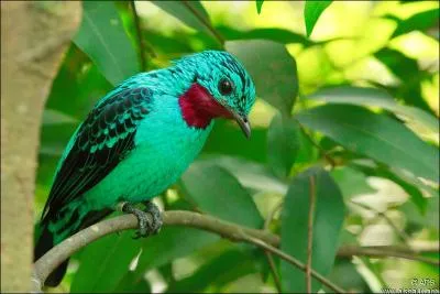 Cet oiseau est originaire d'Amrique du Sud. C'est un oiseau trs peu connu des scientifiques car il est en voie d'extinction. Ce superbe oiseau au plumage turquoise tachet de noir est :