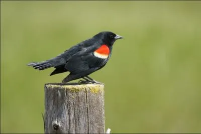 Ce petit passereau est aussi connu sous le nom 'd'tourneau  ailes rouges'. Cet oiseau peut mme attaquer l'homme quand celui-ci pntre dans son territoire pendant la nidification. Cet oiseau est :