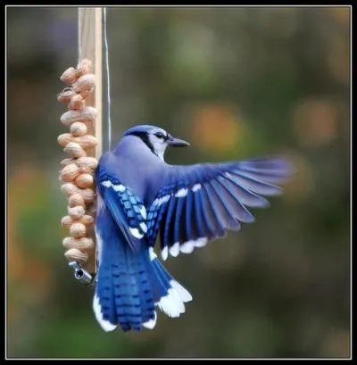 Cette espce est trs bruyante et elle ne possde pas de dimorphisme sexuel. Il est aussi connu pour prendre ' des bains de fourmis', il vit dans les forts de feuillus. Cet oiseau bleu est :