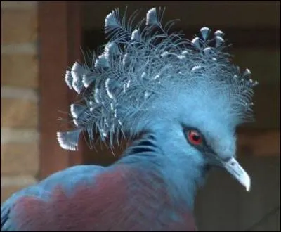 On trouve cet oiseau dans l'ouest de la Guine. Il existe deux espces de cet oiseau qui fait partie de la famille des ' columbidae'. Cet oiseau est :