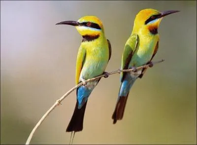 Son nom n'a rien avoir avec le fait qu'il mange des gupes, car il mange particulirement des libellules. On peut le voir dans les clairires, les lisires, en climat chaud. Je vous prsente :