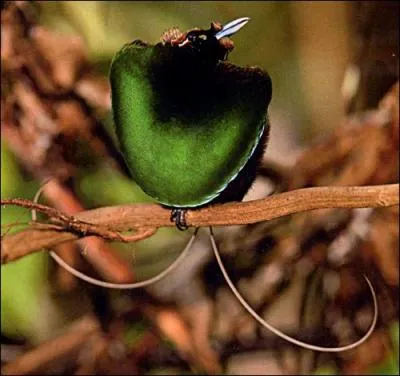 Cette espce est endmique de Nouvelle-Guine. C'est la seule espce du genre ' Lophorina'. On sait peu de choses sur cette espce de paradisier. Cette espce d'oiseau est :