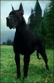 Quelle est la race de ce chien ?