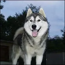 Quelle est la race de ce chien ?