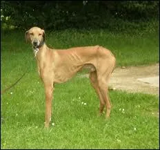 Quelle est la race de ce chien ?