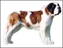 Quelle est la race de ce chien ?