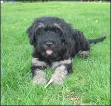 Quelle est la race de ce chien ?