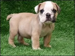 Quelle est la race de ce chien ?