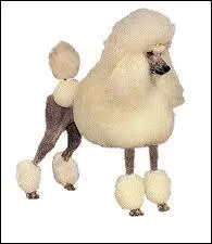 Quelle est la race de ce chien ?