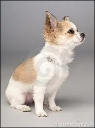 Quelle est la race de ce chien ?