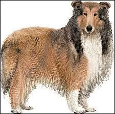 Quelle est la race de ce chien ?