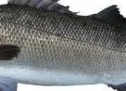 Quiz 16 poissons  reconnatre
