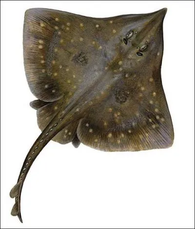 Reconnaissez-vous ce poisson qu'on cuisine avec des cpres,  la 'grenobloise' ?