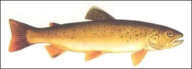 Vous connaissez srement celui-l :