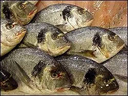 Quels sont ces poissons ?